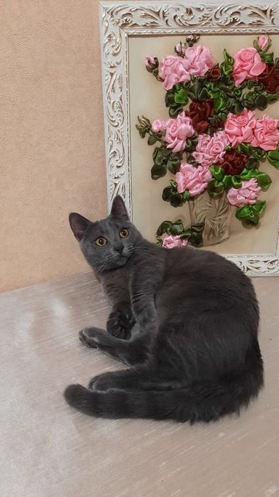 Манчкин 2годика с