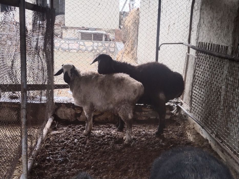 Кучкорлар сотилади