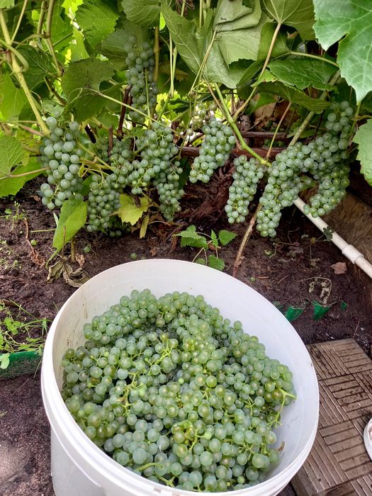 Продам дачу кировец-2
