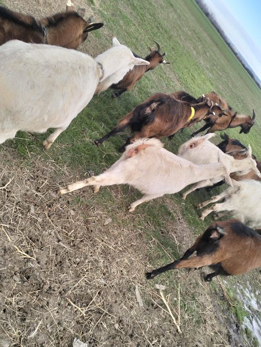 Vând capre originale