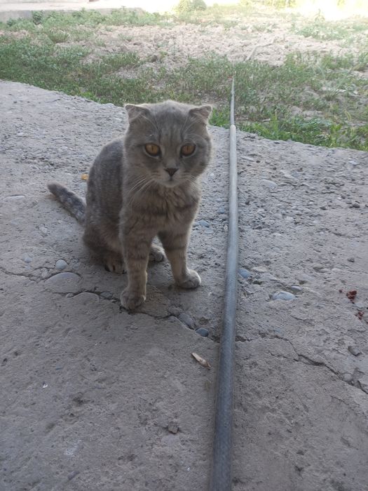 Мушук текинга отдам в хорошие руки