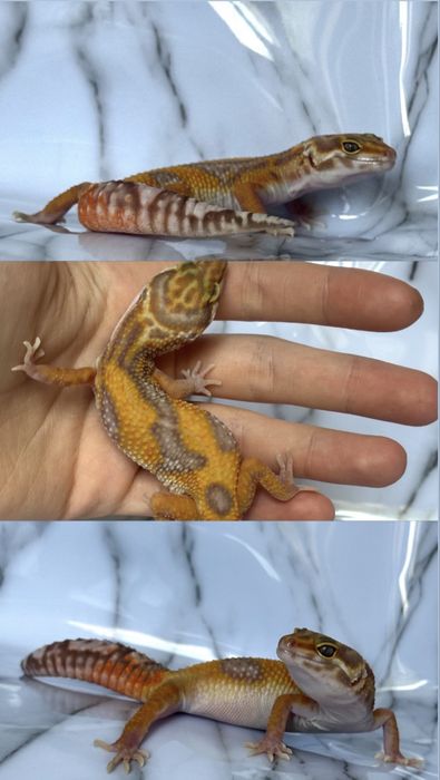 Малыши эублефары