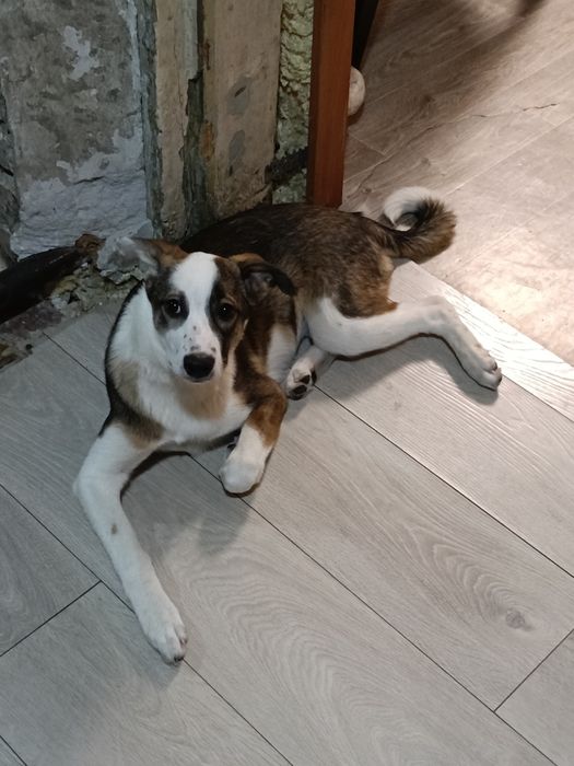 Ищет дом девочка!