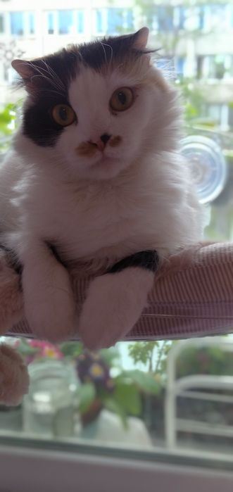 Животни/ шотландска