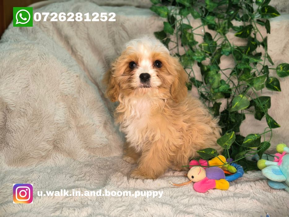 Vand baietel Cavapoo crem F1