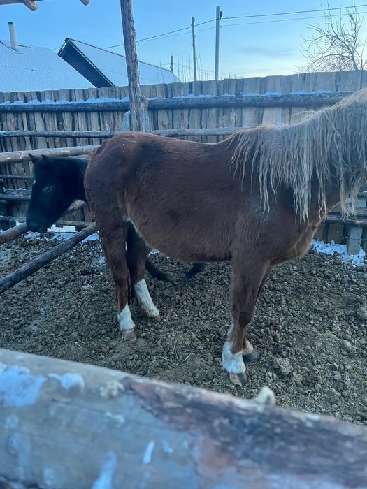 Продам лошадь ,жеребая