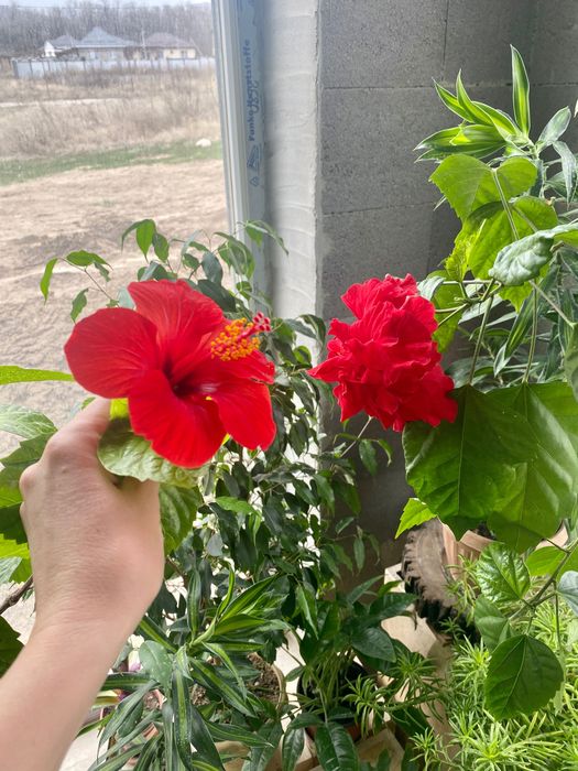 Продам гибискусы комнатные