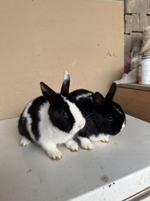 Panda karlik quyonlar sotiladi