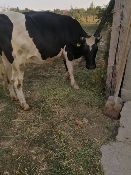 Vaca cu prima fătare