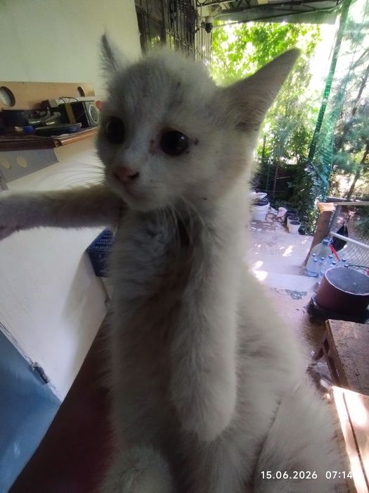 Белый, красивый котёнок.