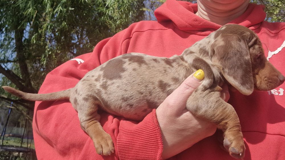 Pui tekel pitic ( iepurar)