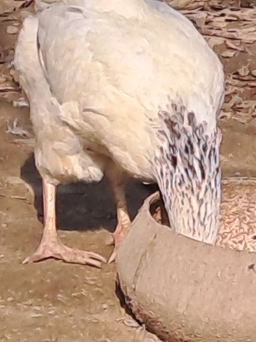 Адлер тауықтары сатылады