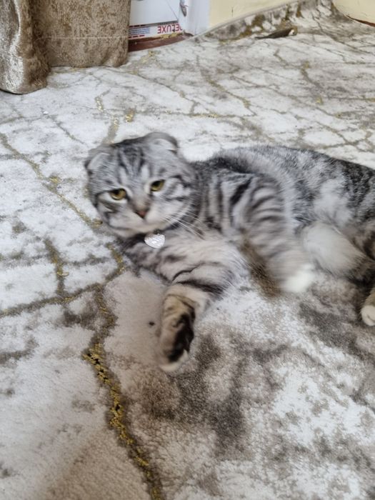 Mushuk (Scottish Fold) sotiladi