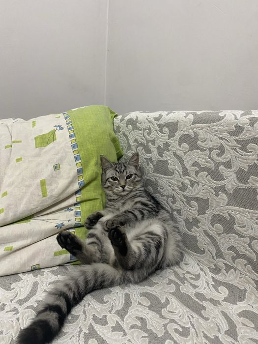 Продаем кота 10-11 месяцев британец