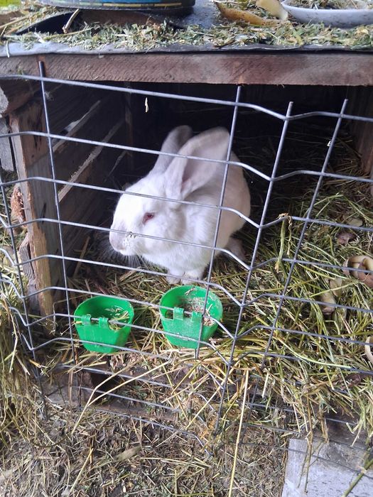 Mascul urias de Transilvania