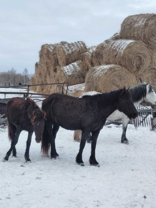 Лошади бие.     .
