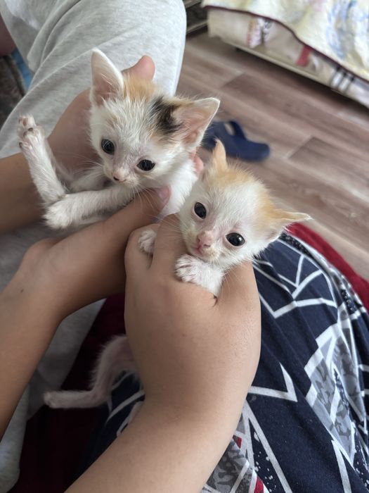 Котята девочки , отдам в добрые ручки