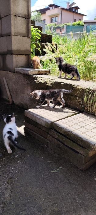 ПОДАРЯВАТ СЕ! 4 Мъжки 2 Женски котенца