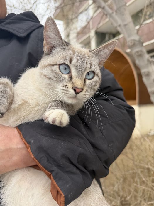 Кошечка в добрые руки!