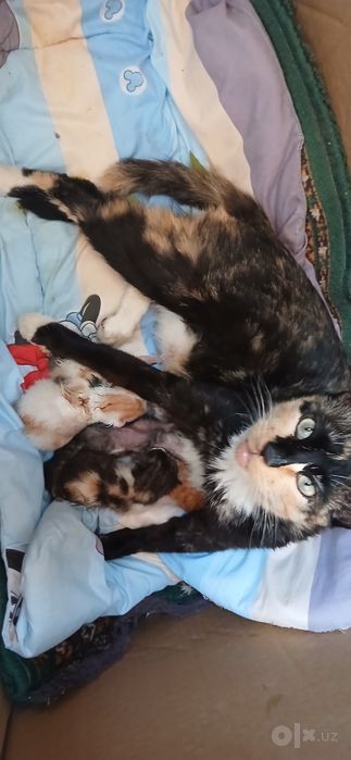 Кошка и котята 7 штук бесплатно.