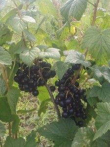 Zmeur, coacaz, mur, afin, agris, aronia si merisor.