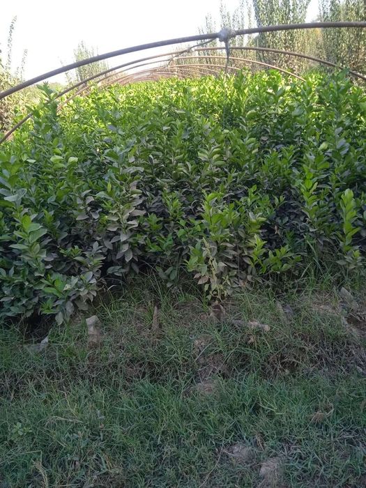 апилсин,мандарин лимон