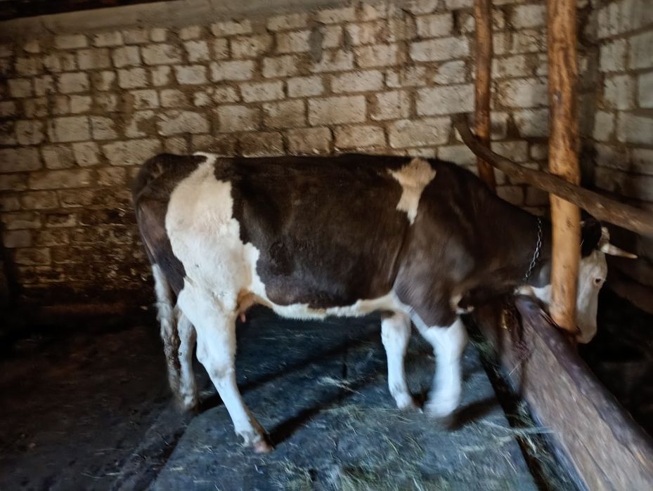 Junică gestantă în 8 luni foarte cuminte cu tratamentele la zi