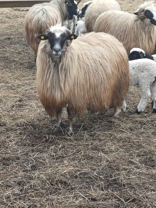 4 oi fatate de vanzare