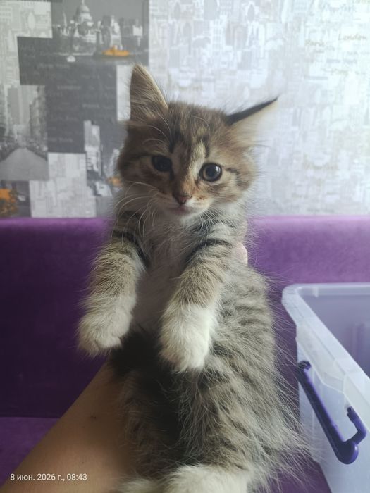 Отдам котят, девочки.