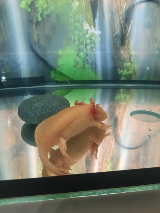 Аксалотель золотой