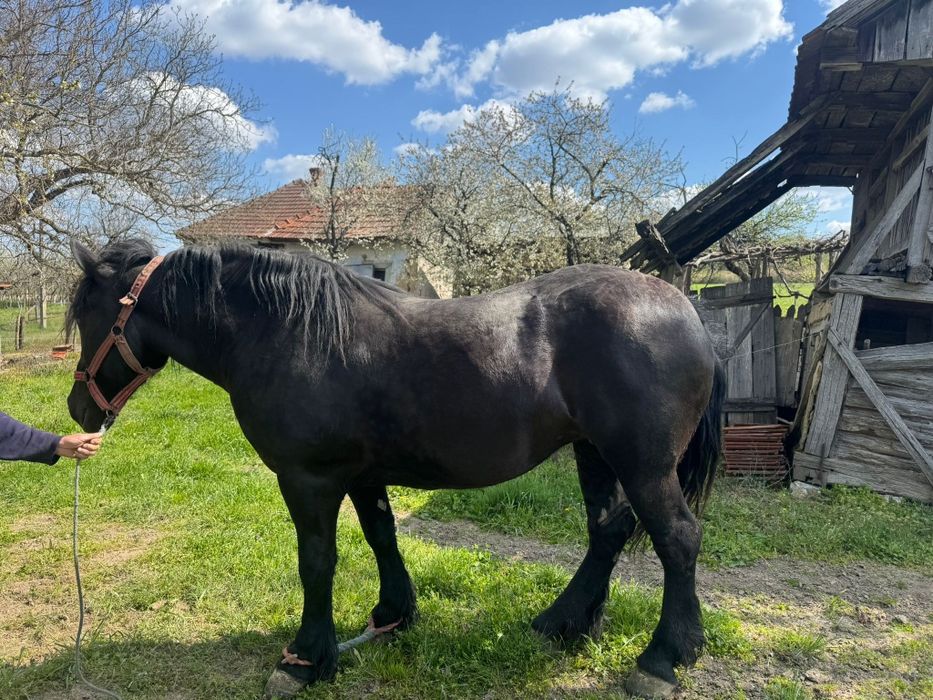 Vând iapa gestanta in 8 luni