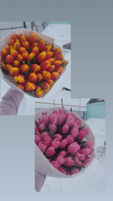 Тюльпаны в наличии