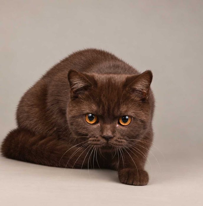 Chocolate (BRI b). Nu mai există una ca ea. 100% British. 100% Chocolate. 0% modestie. Pedigree. Felisa Lynx Rune Code.