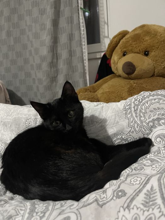 Pisicuta spre adoptie