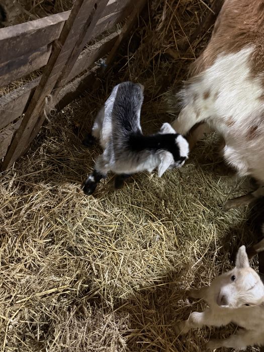 Iezi de vanzare tapi si iede