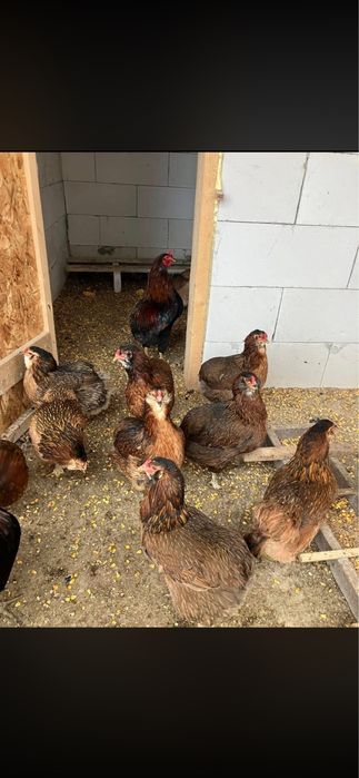 Gaini de rasa de vanzare, araucana si wyandotte