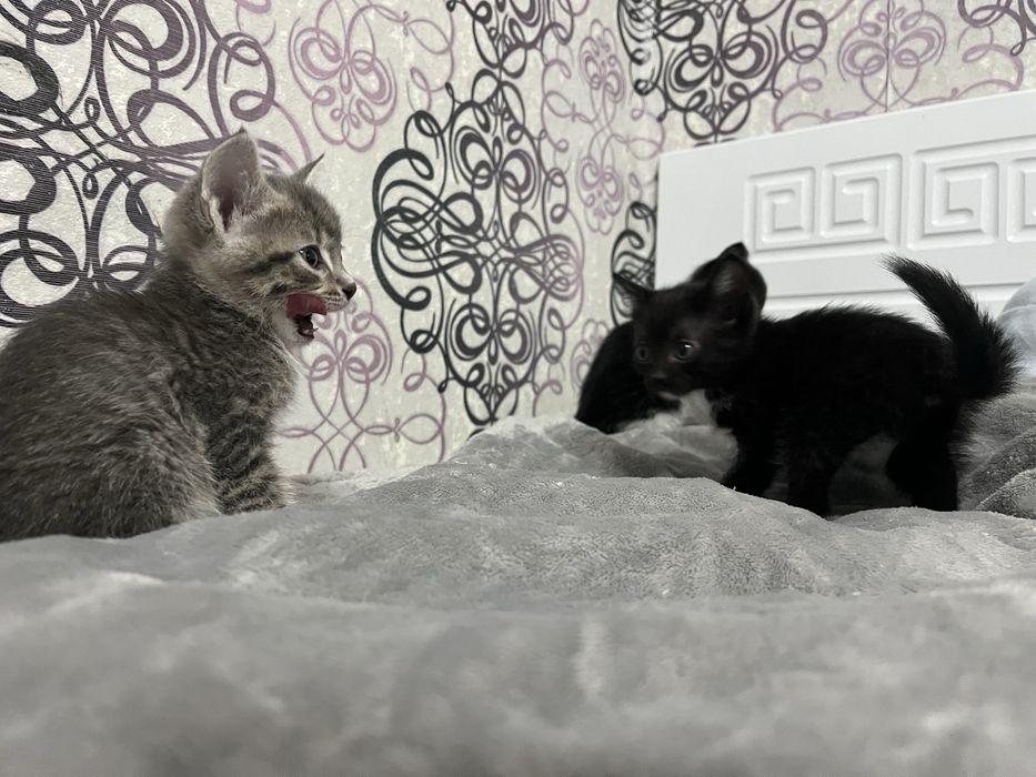 Котята срочно ищют дом