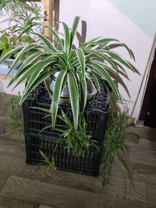 Комнатные цветы( 1.5 года)