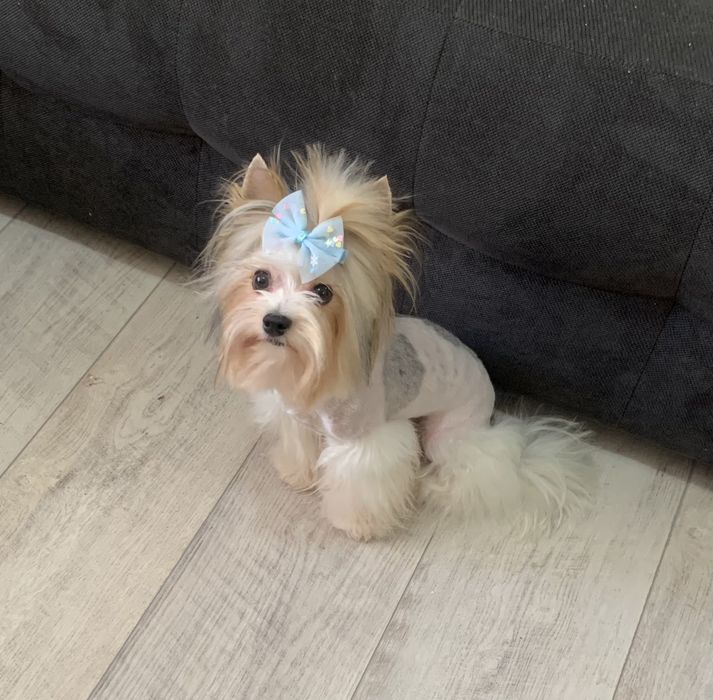 Бивер териер ,йоркширски териер ,йорки