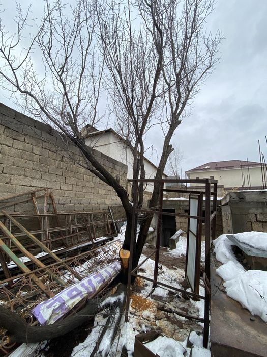 Деревья и ветки бесплтано