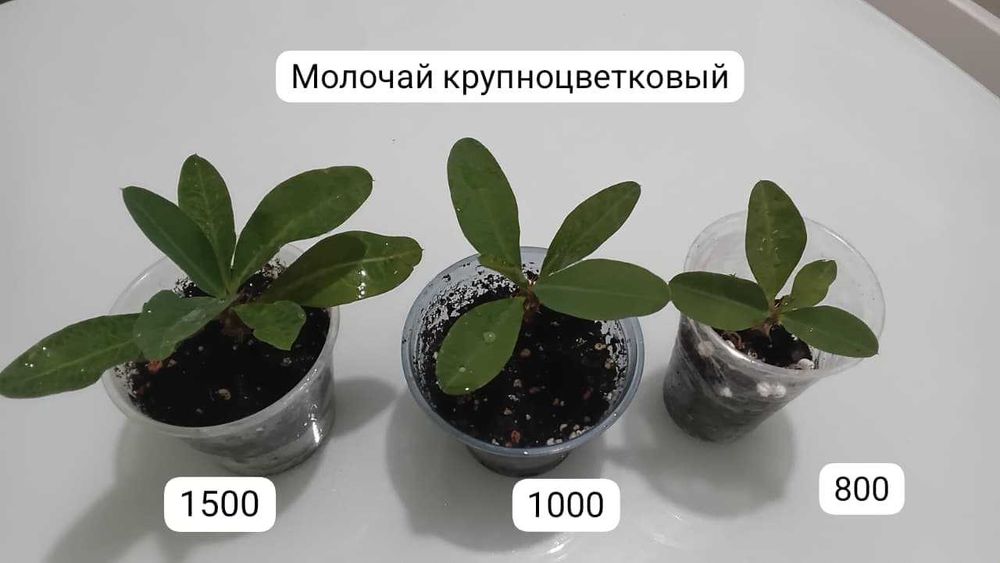Молочай крупноцветковый, мелкоцветковый