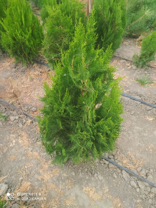 Продам Туя книжка