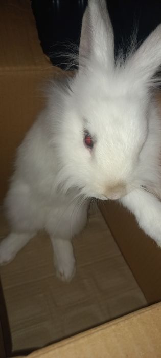 Кролик декоративный белый