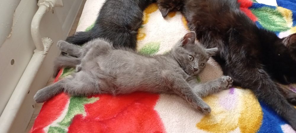 Двухмесячный котенок