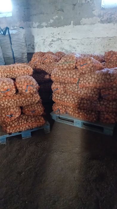 Cartofi consum, sămânță si pentru animale ( albi și rosii  )