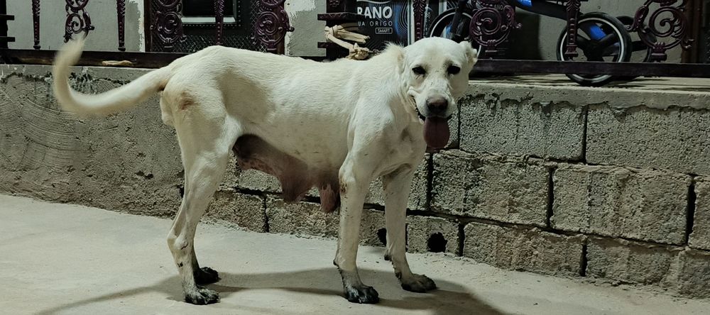 Urg'ochi alabay sotiladi
