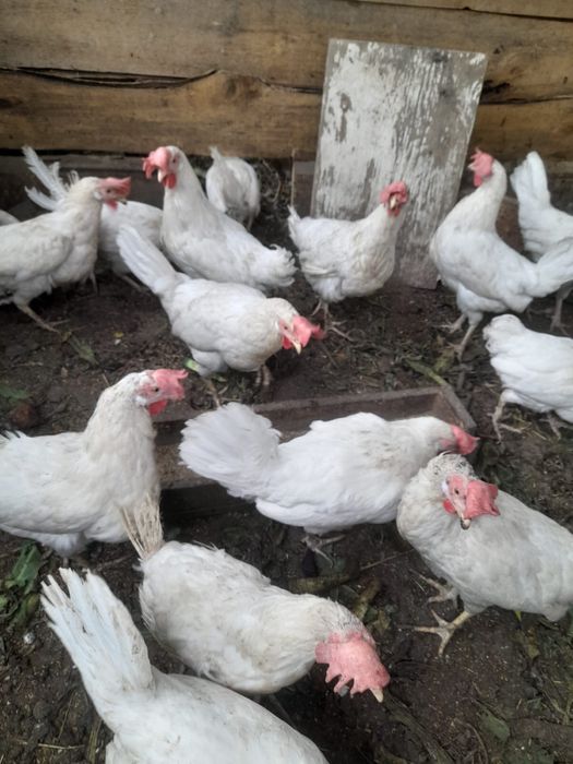 Продам курей несушки