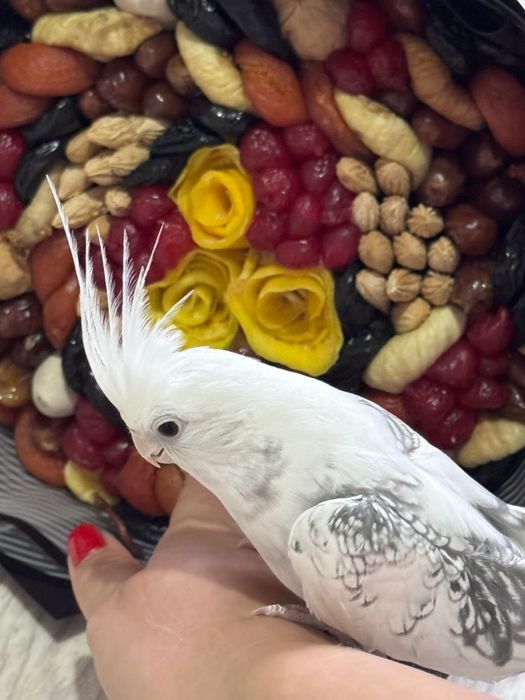 Попугай корелла ручной