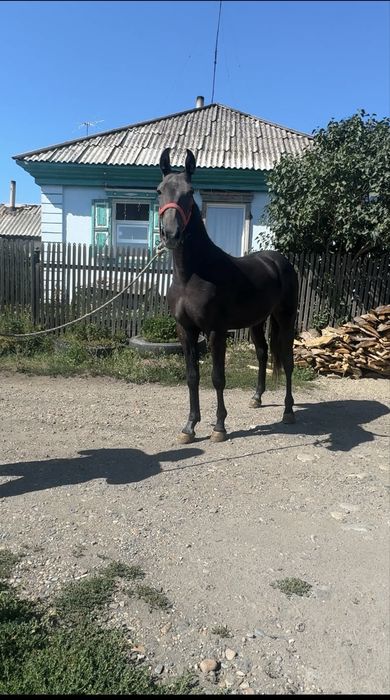 Продам русский рысак
