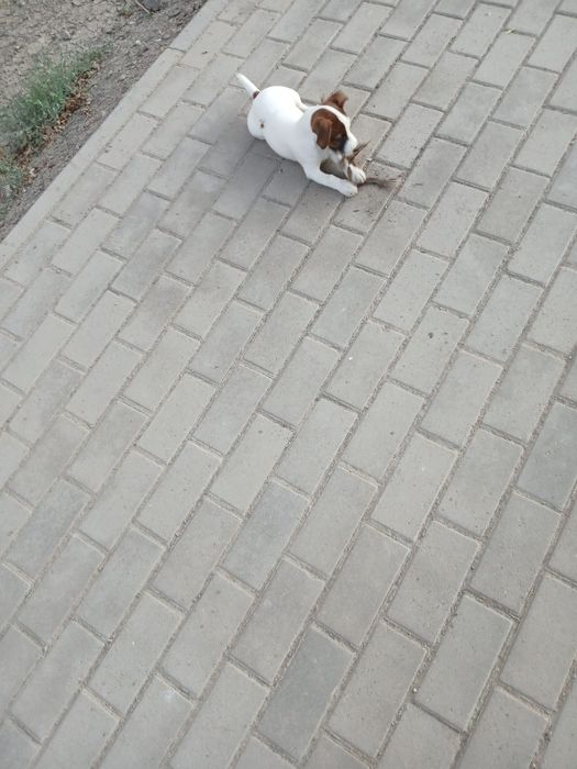 Щенок Джек Рассел Терьер